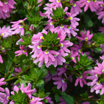 Scaevola Ventia Rose